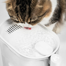 Load image into Gallery viewer, pidan Water Fountain for Cats with Water Temperature Control 2.0 | US/CA VERSION