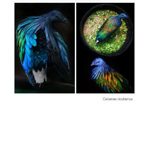 Load image into Gallery viewer, pidan Cat Teaser Toy Accessories, A2 Feather